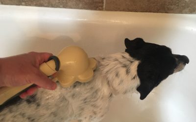 PawSpa PetJet Complete Pet Washing Kit