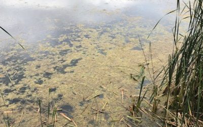 BEWARE of Blue-Green Algae!