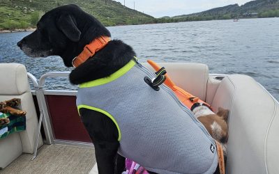Dog Cooling Vest Review