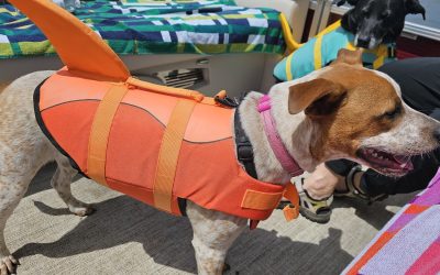 Dog Life Jacket