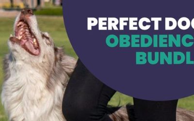 Online Video Dog Training